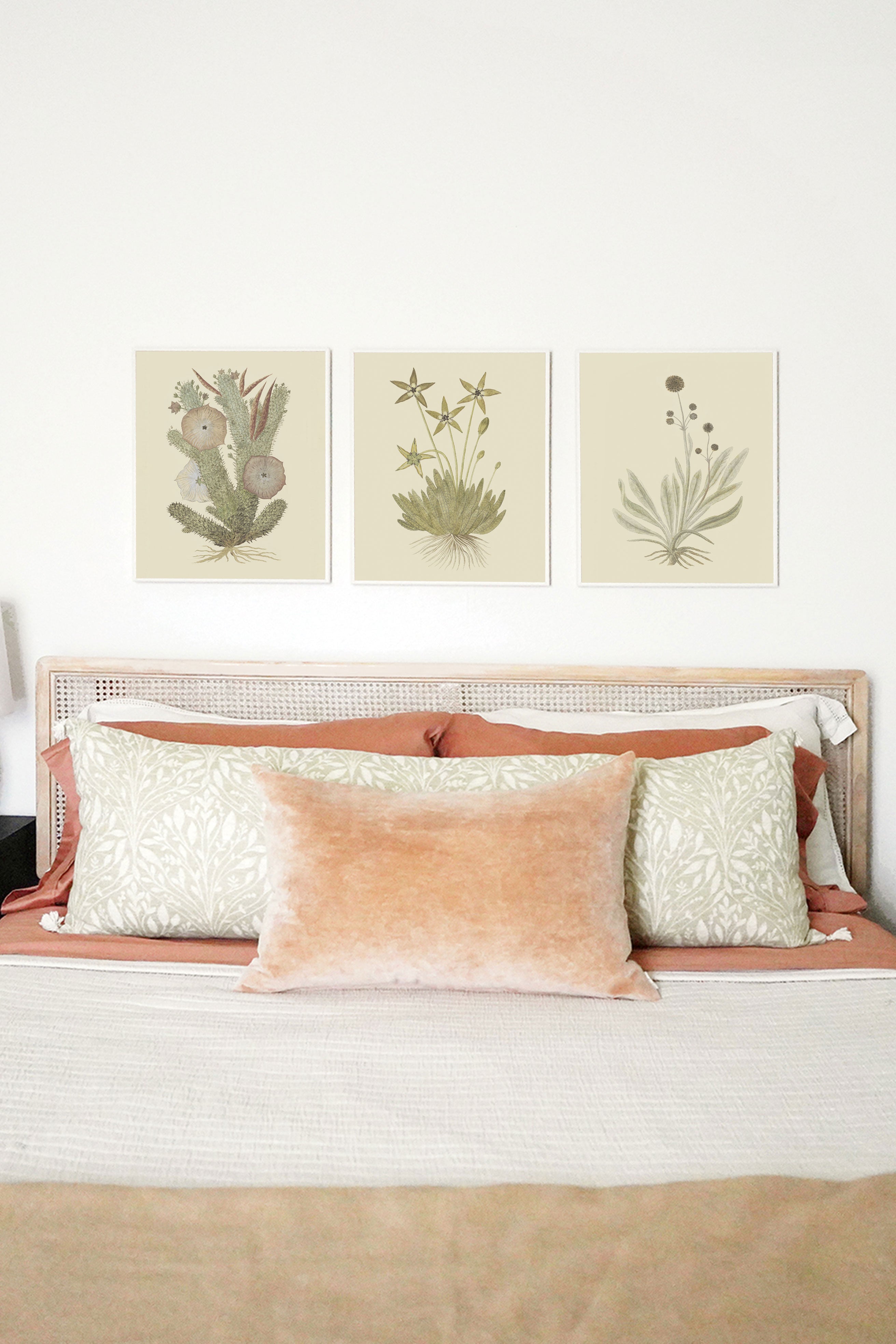 Cactus Flower II