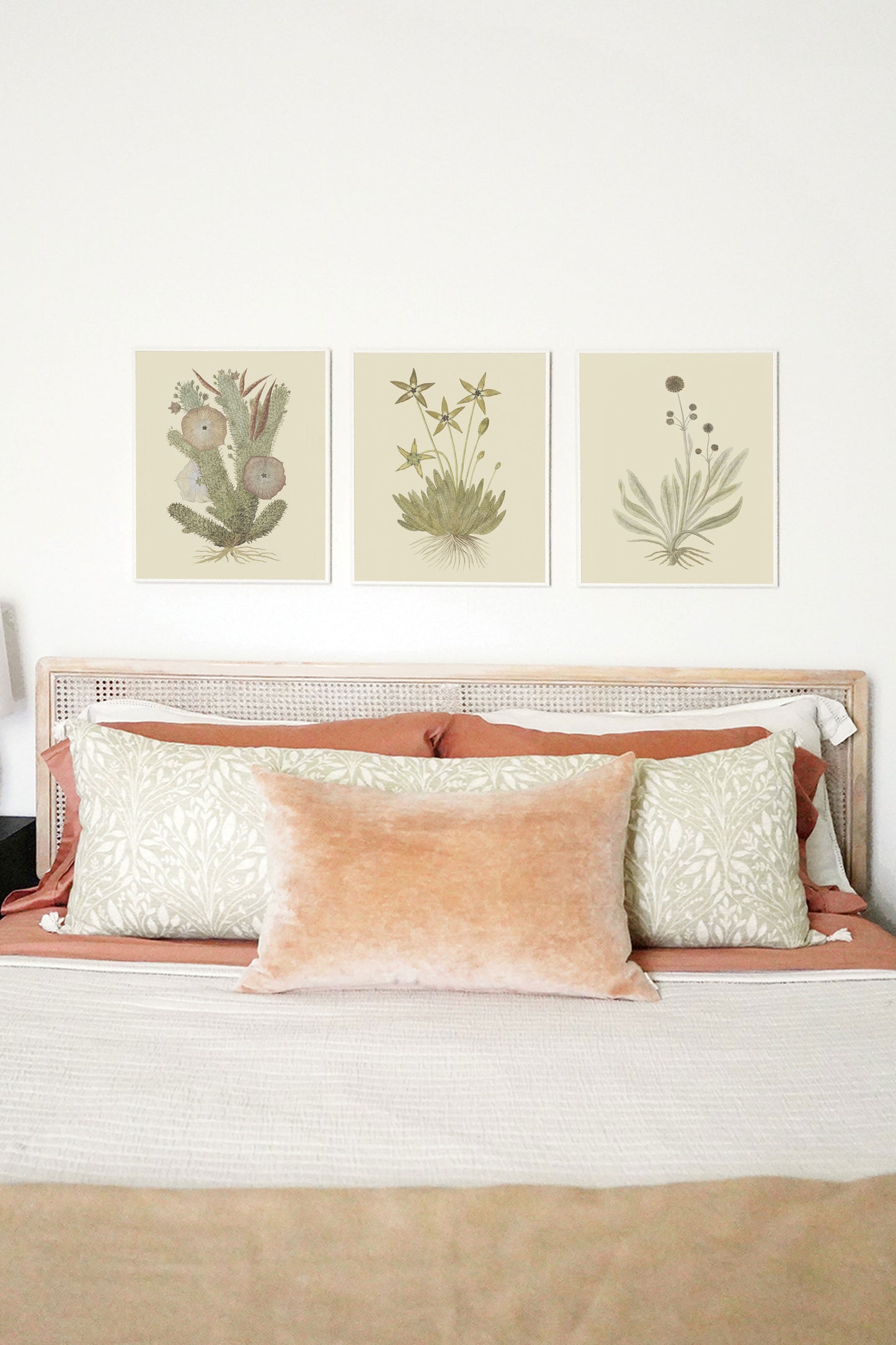 Cactus Flower II