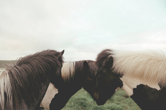 Huddle