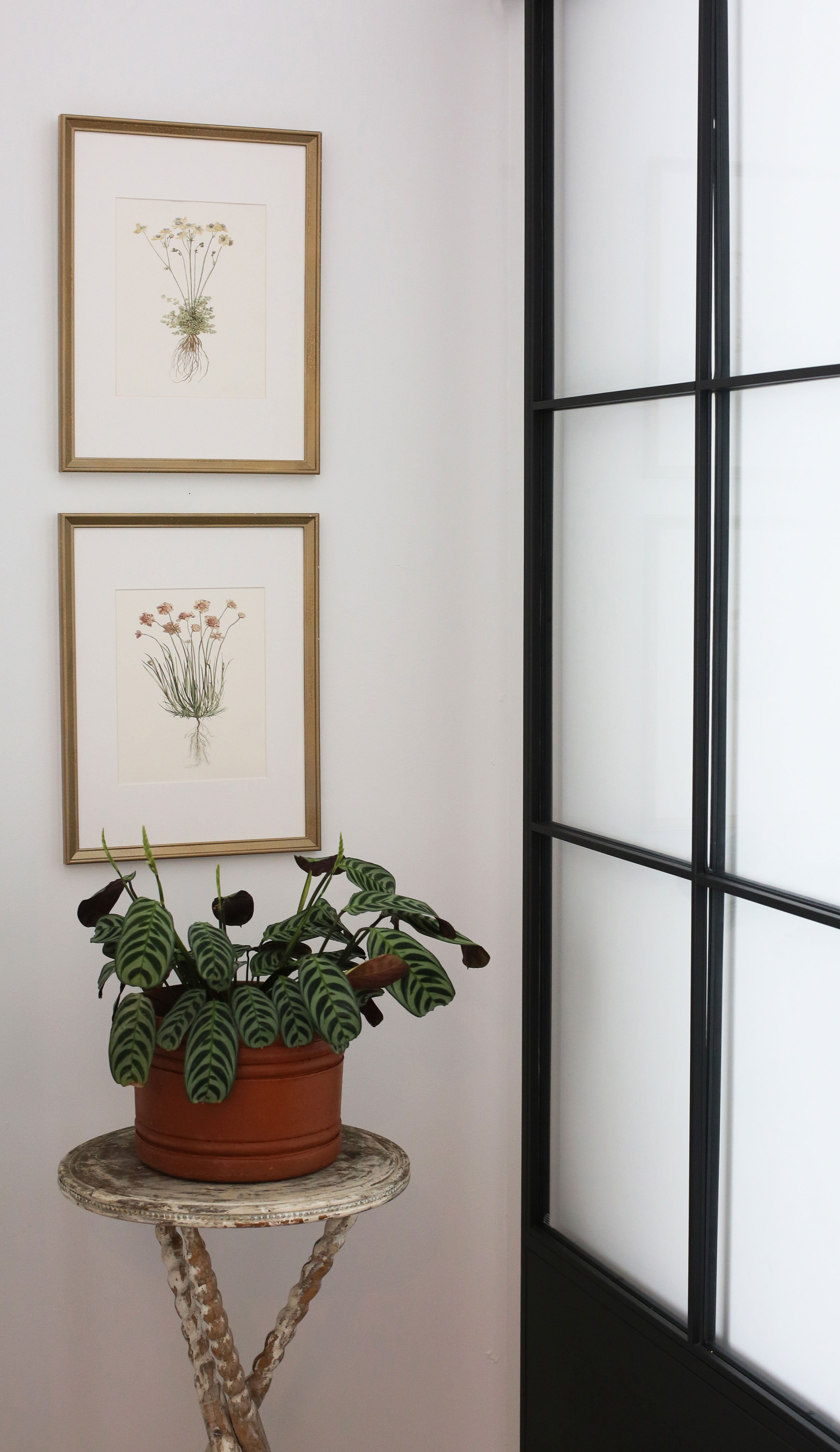Honeysuckle II