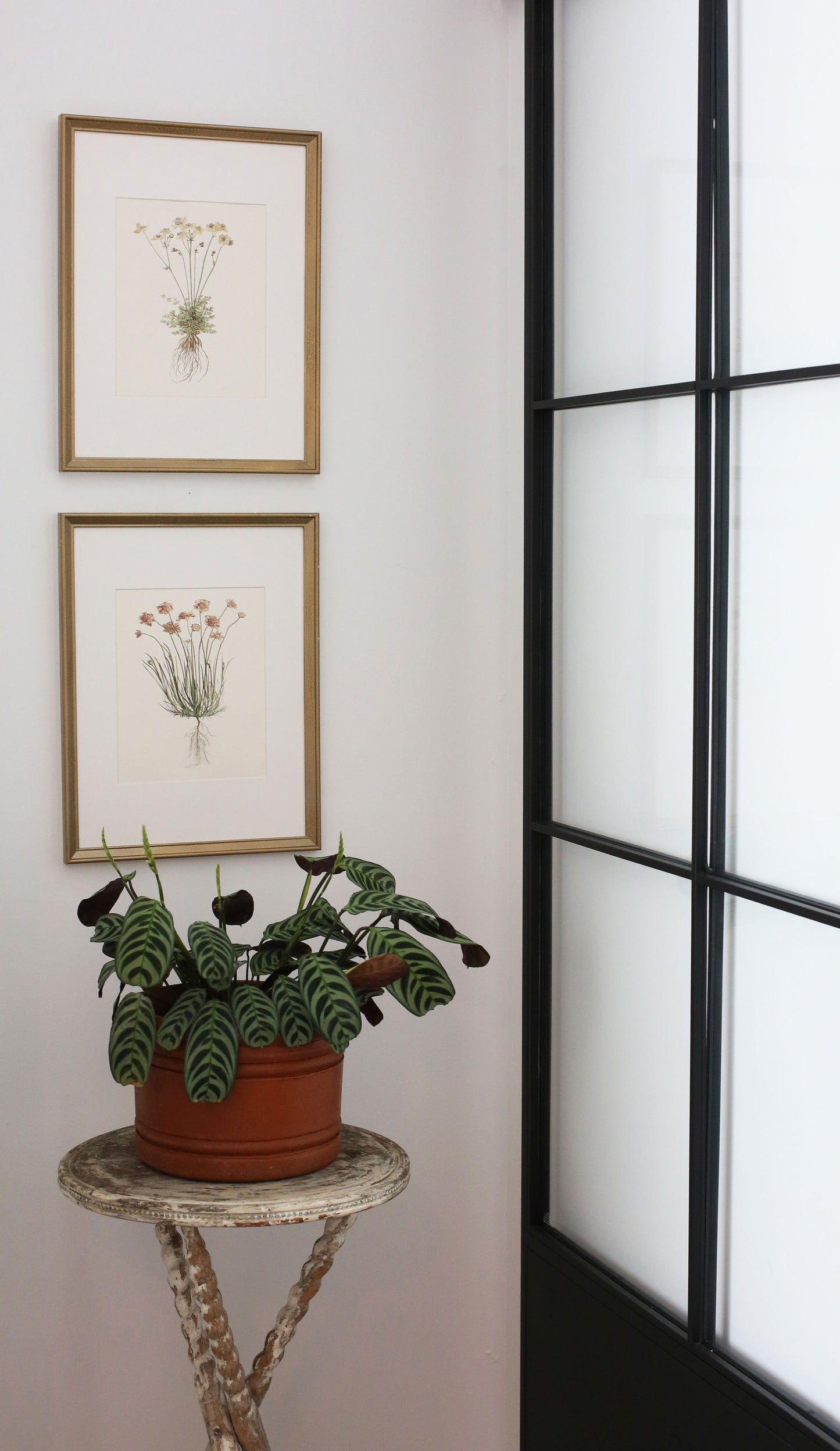 Honeysuckle II